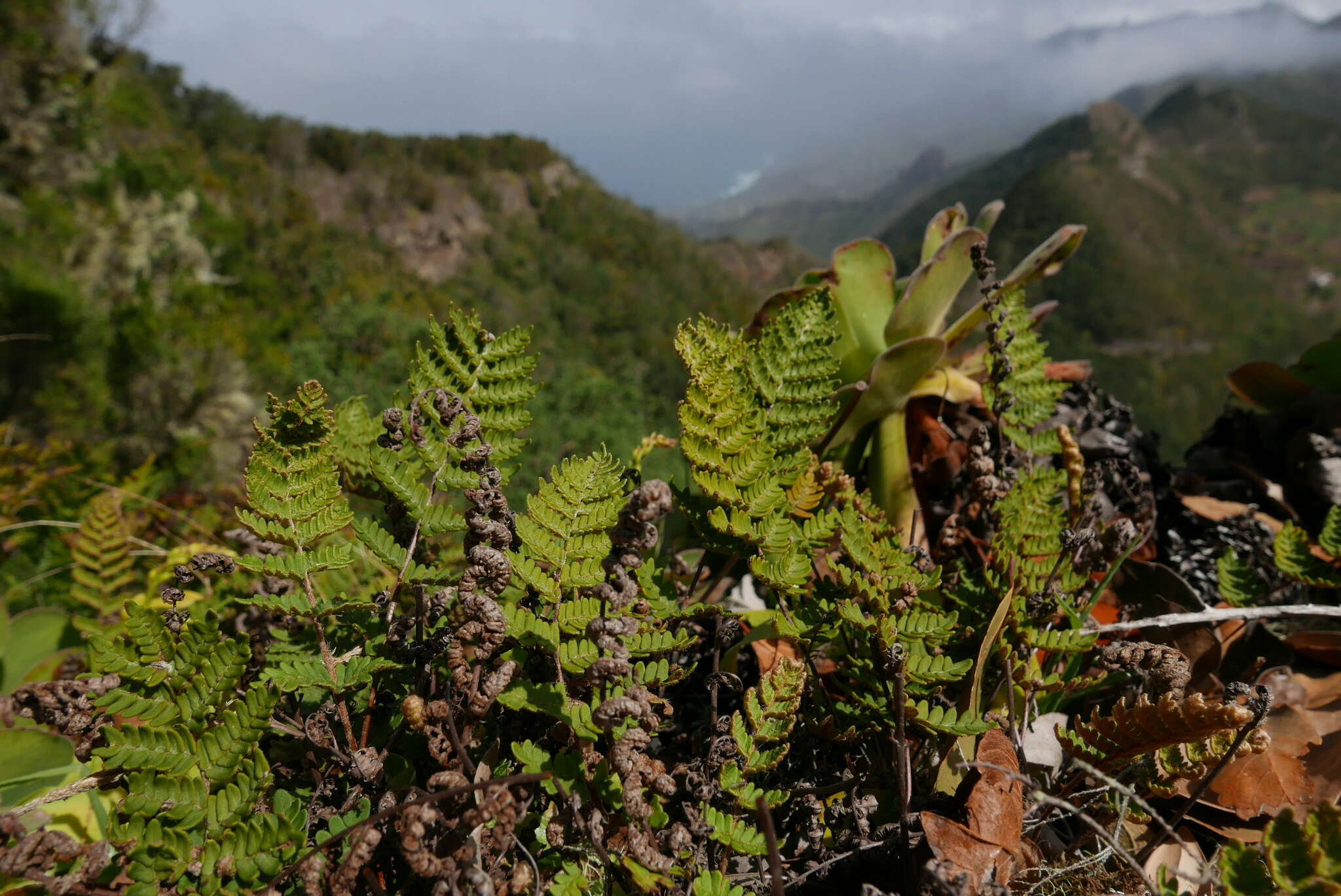 Image of Paragymnopteris marantae subsp. subcordata (Cav.)