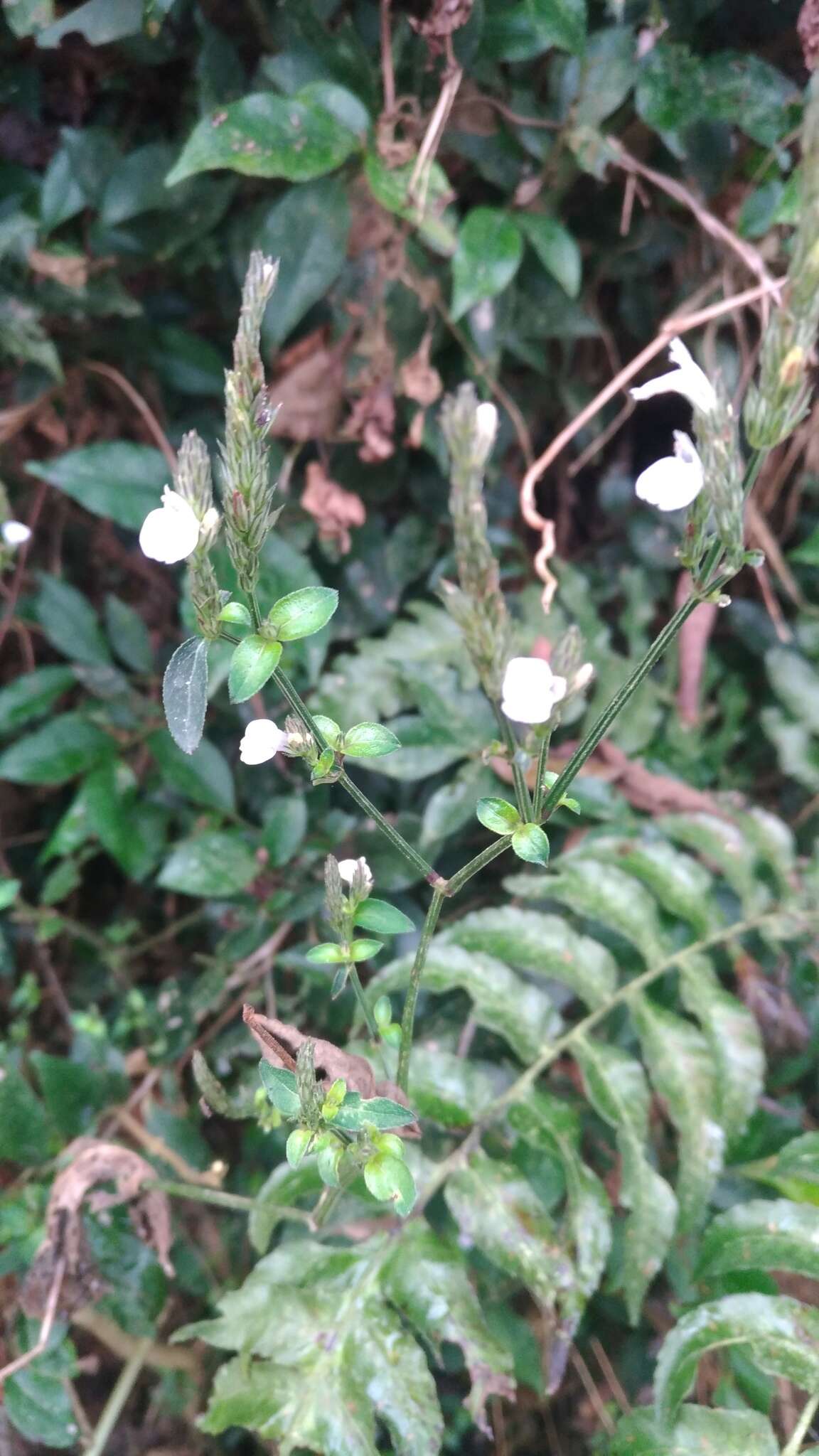 Image of Justicia procumbens L.