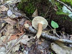 Image of Lactarius gerardii Peck 1873