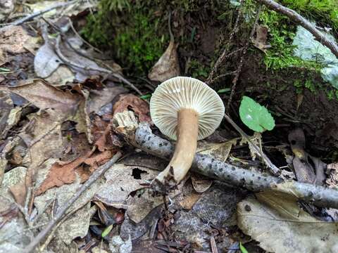 Image of Lactarius gerardii Peck 1873