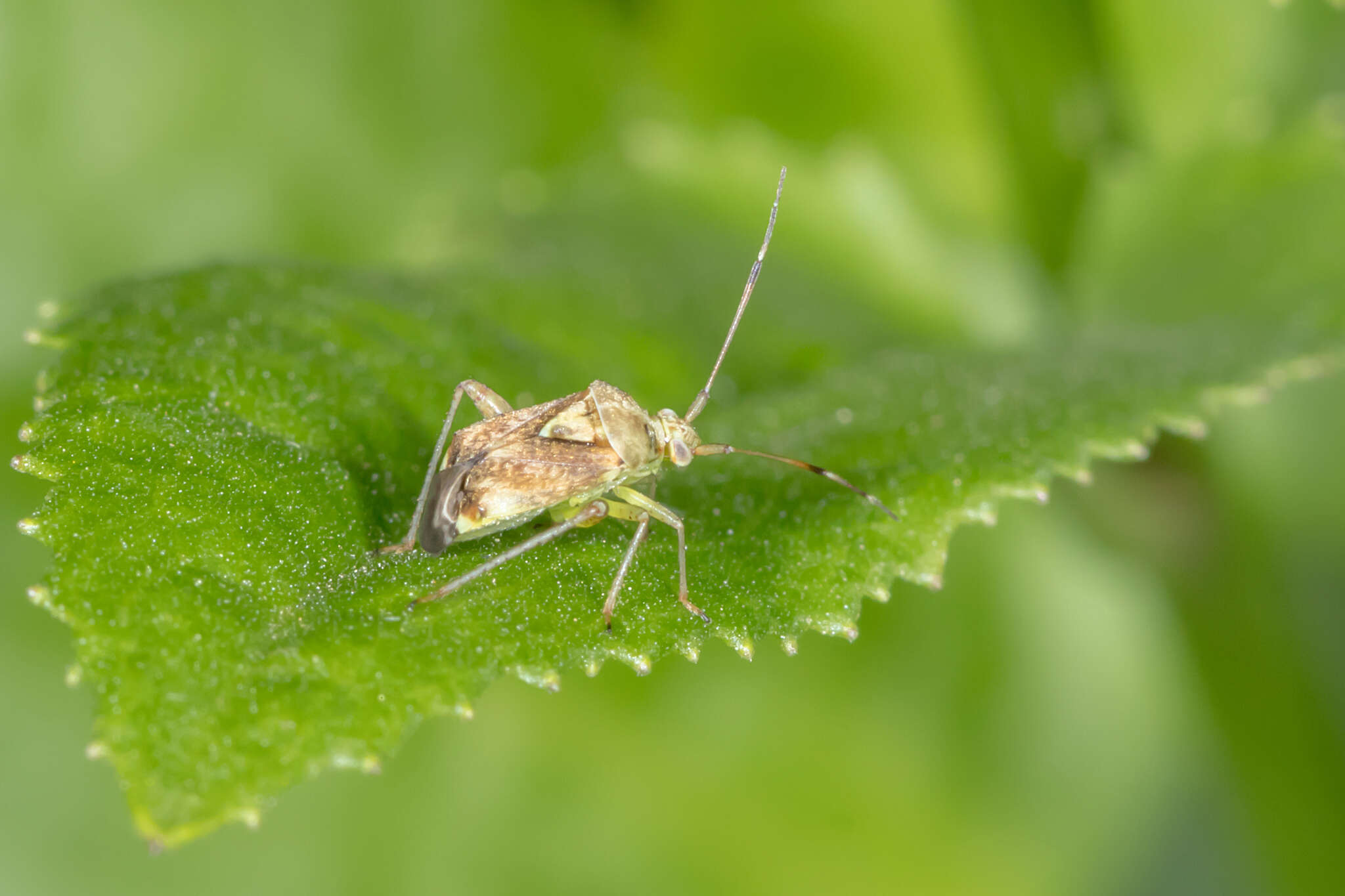 Image of Australian Crop Mirid