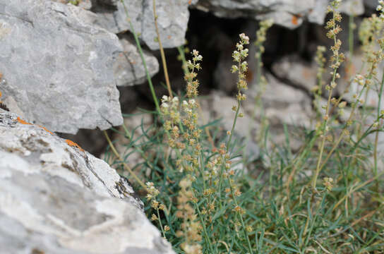 Image of Reseda glauca L.