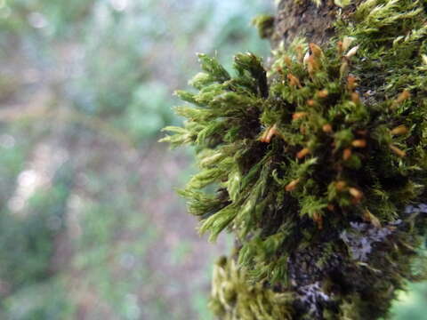 Image of orthotrichum moss