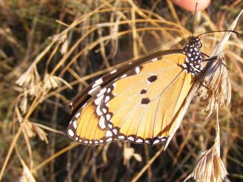 Image of <i>Danaus chrysippus orientis</i>