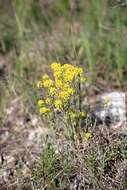 Sivun Alyssum tortuosum Waldst. & Kit. ex Willd. kuva