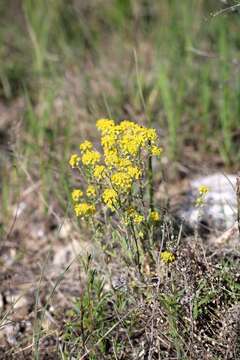 Image of Alyssum tortuosum Waldst. & Kit. ex Willd.