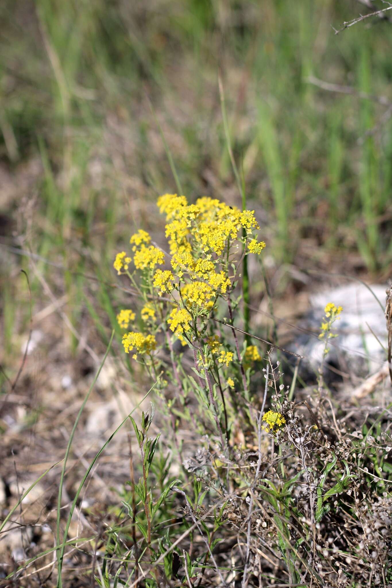 Sivun Alyssum tortuosum Waldst. & Kit. ex Willd. kuva