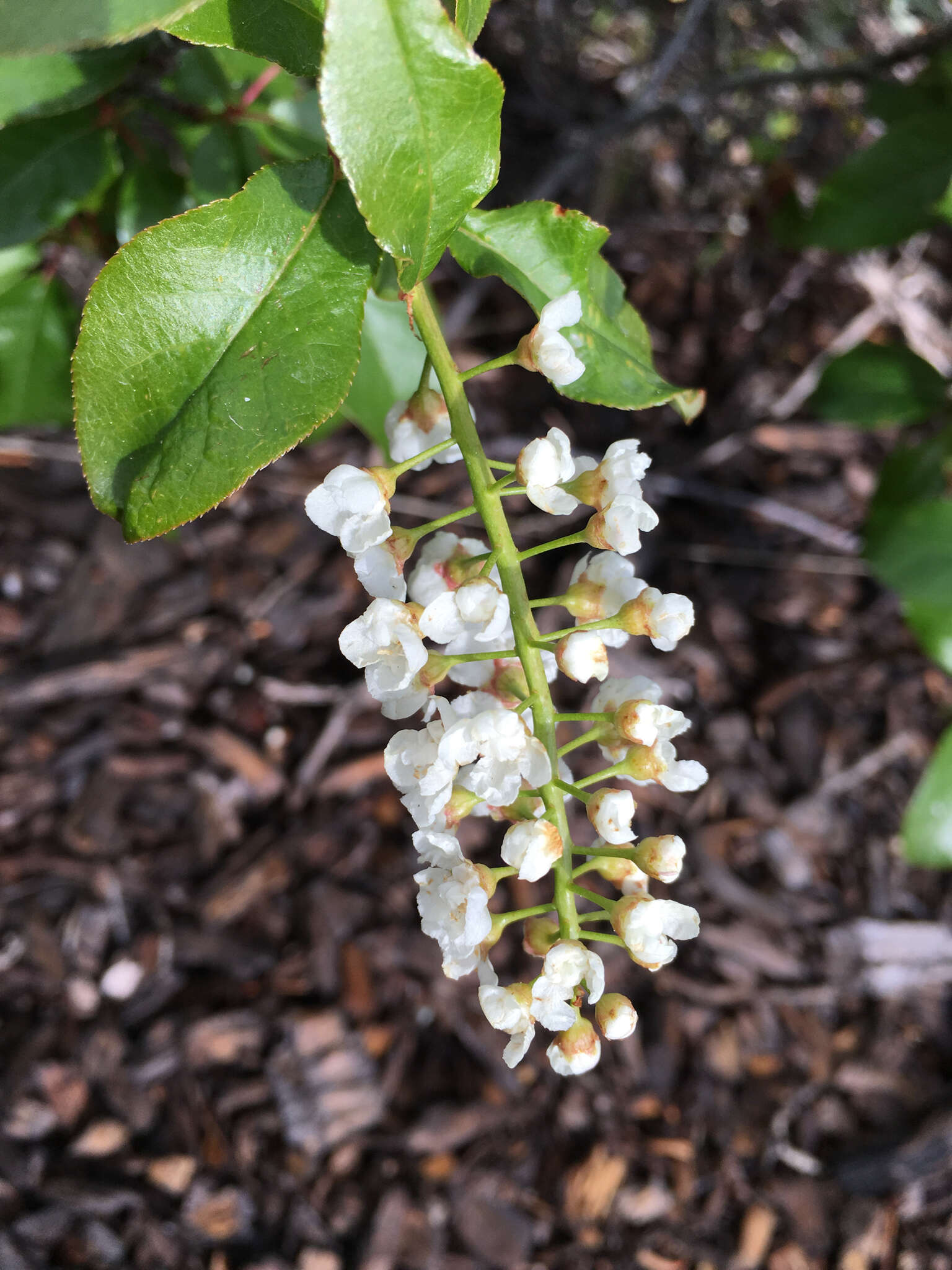 Imagem de Prunus virginiana var. melanocarpa (A. Nels.) Taylor & Mac Bryde