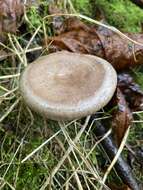 Image of Lactarius pyrogalus (Bull.) Fr. 1838