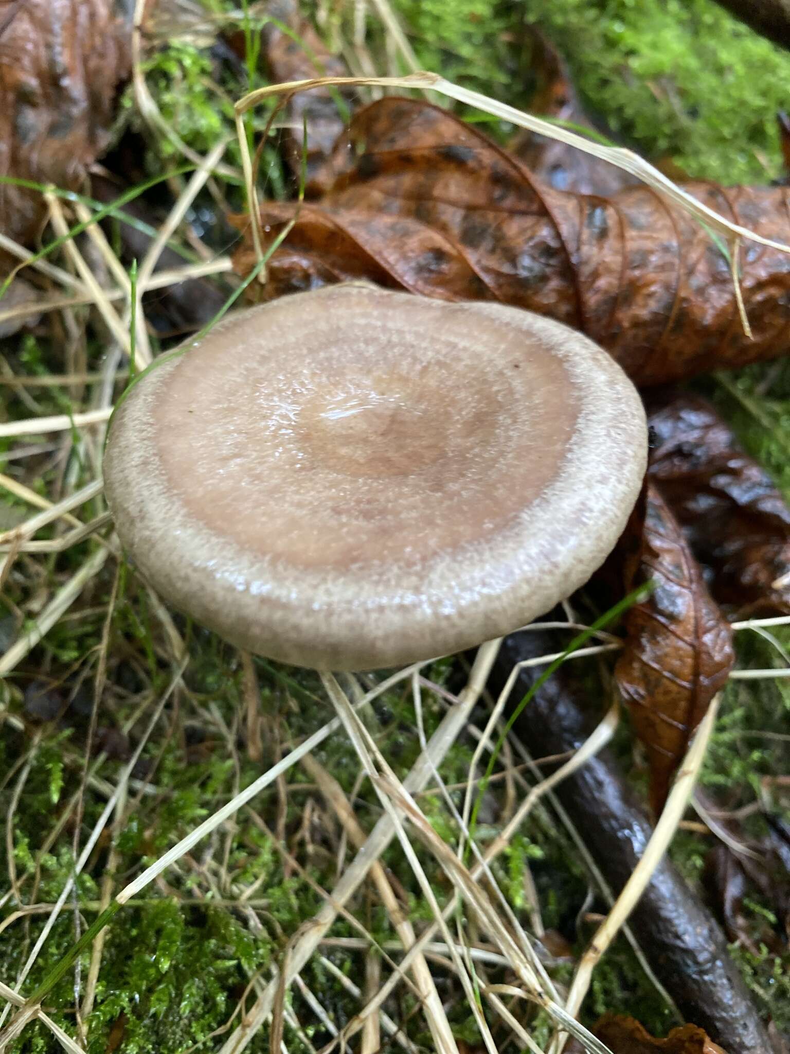 Image of Lactarius pyrogalus (Bull.) Fr. 1838