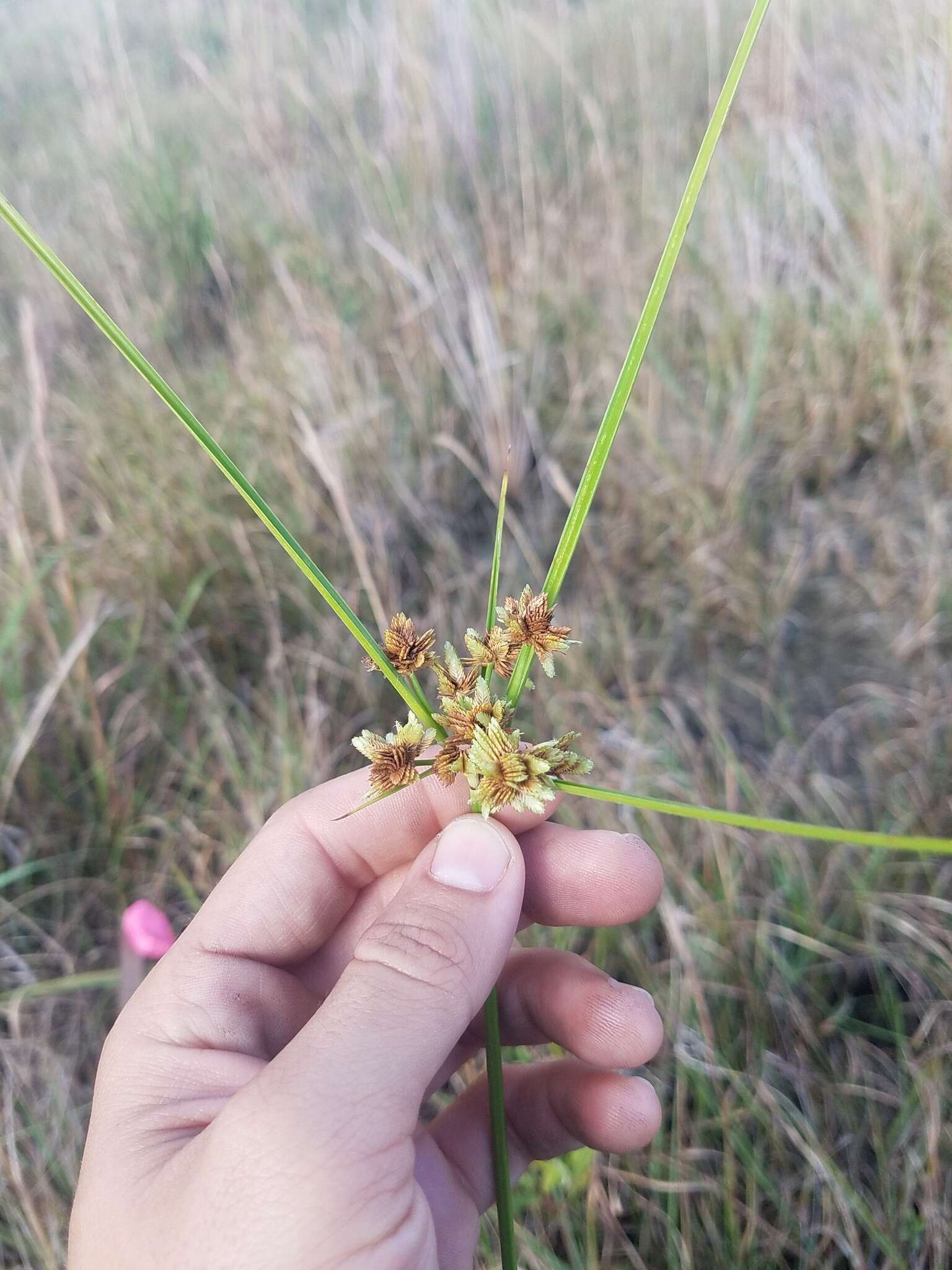 Imagem de Cyperus distinctus Steud.