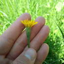 Image of Scorzoneroides autumnalis subsp. borealis (Ball) Greuter