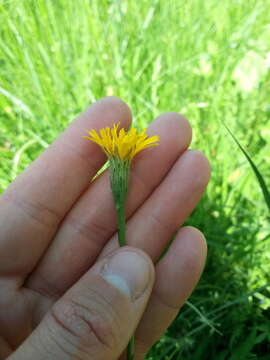 Imagem de Scorzoneroides autumnalis subsp. borealis (Ball) Greuter