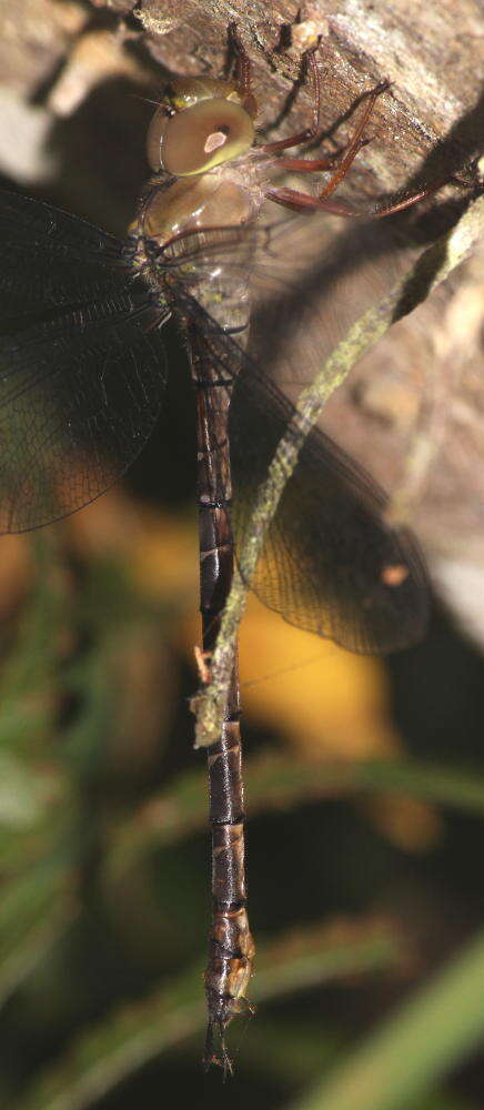 Image of Eastern Duskhawker