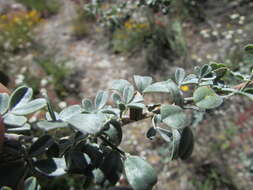 Imagem de Dalea bicolor var. canescens (M. Martens & Galeotti) Barneby