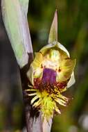 Image of Pale beard orchid