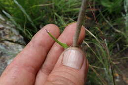 Image de Helichrysum allioides Less.