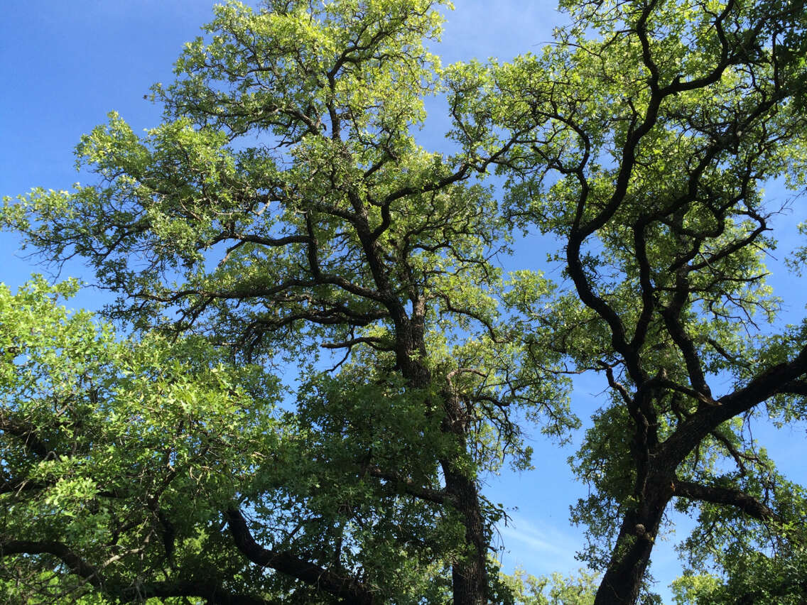 Sivun Quercus stellata Wangenh. kuva