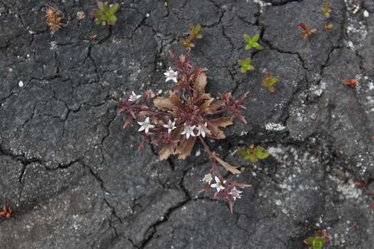 Image of Wimmerella secunda (L. fil.) Serra, M. B. Crespo & Lammers