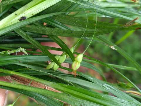 Image of slender woodland sedge