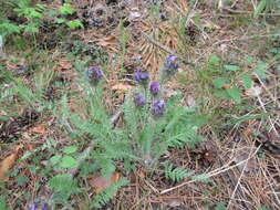 Image de Oxytropis strobilacea Bunge