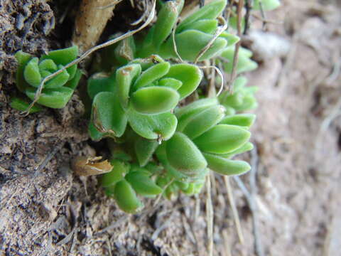 Sedum ebracteatum resmi