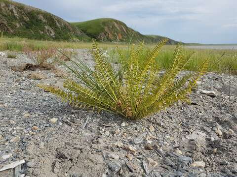 Image of Oxytropis varlakovii Serg.