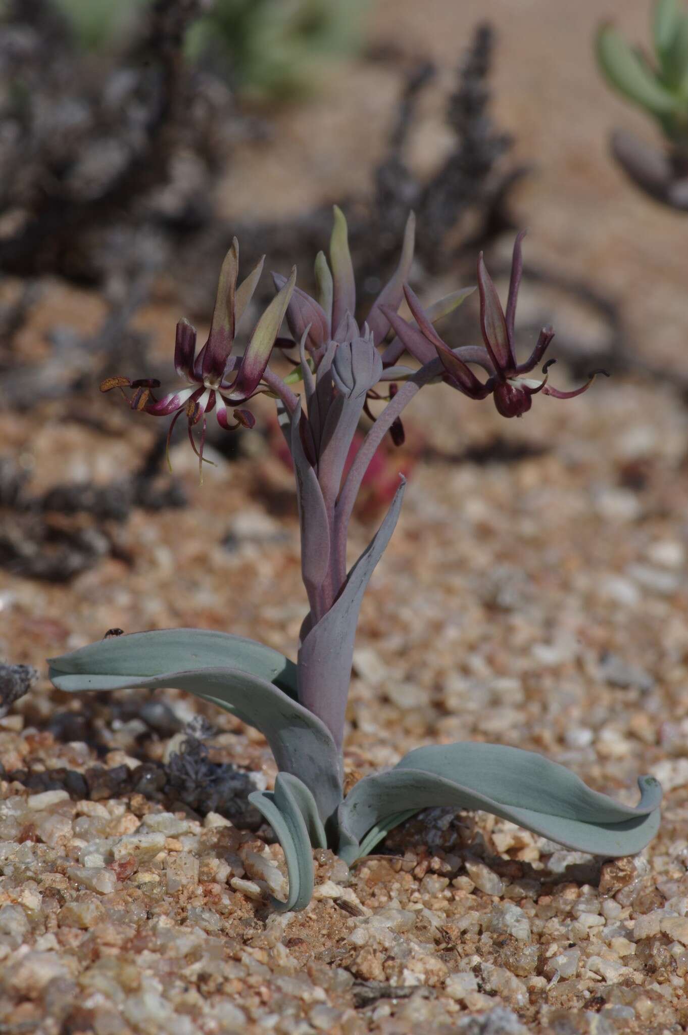 Imagem de Ornithoglossum vulgare B. Nord.