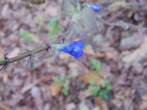 Image of Salvia villosa Fernald