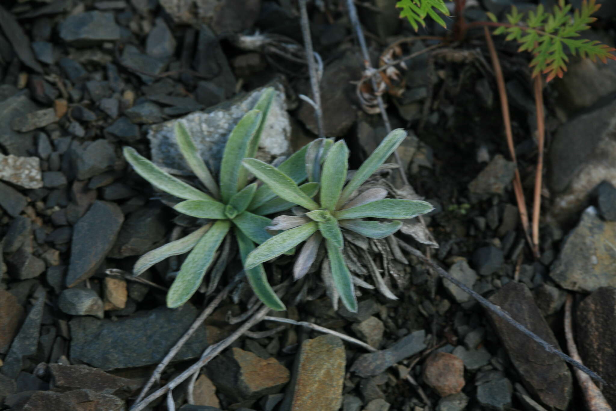 Sivun Eritrichium incanum (Turcz.) A. DC. kuva