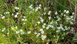 Image of slender meadowfoam