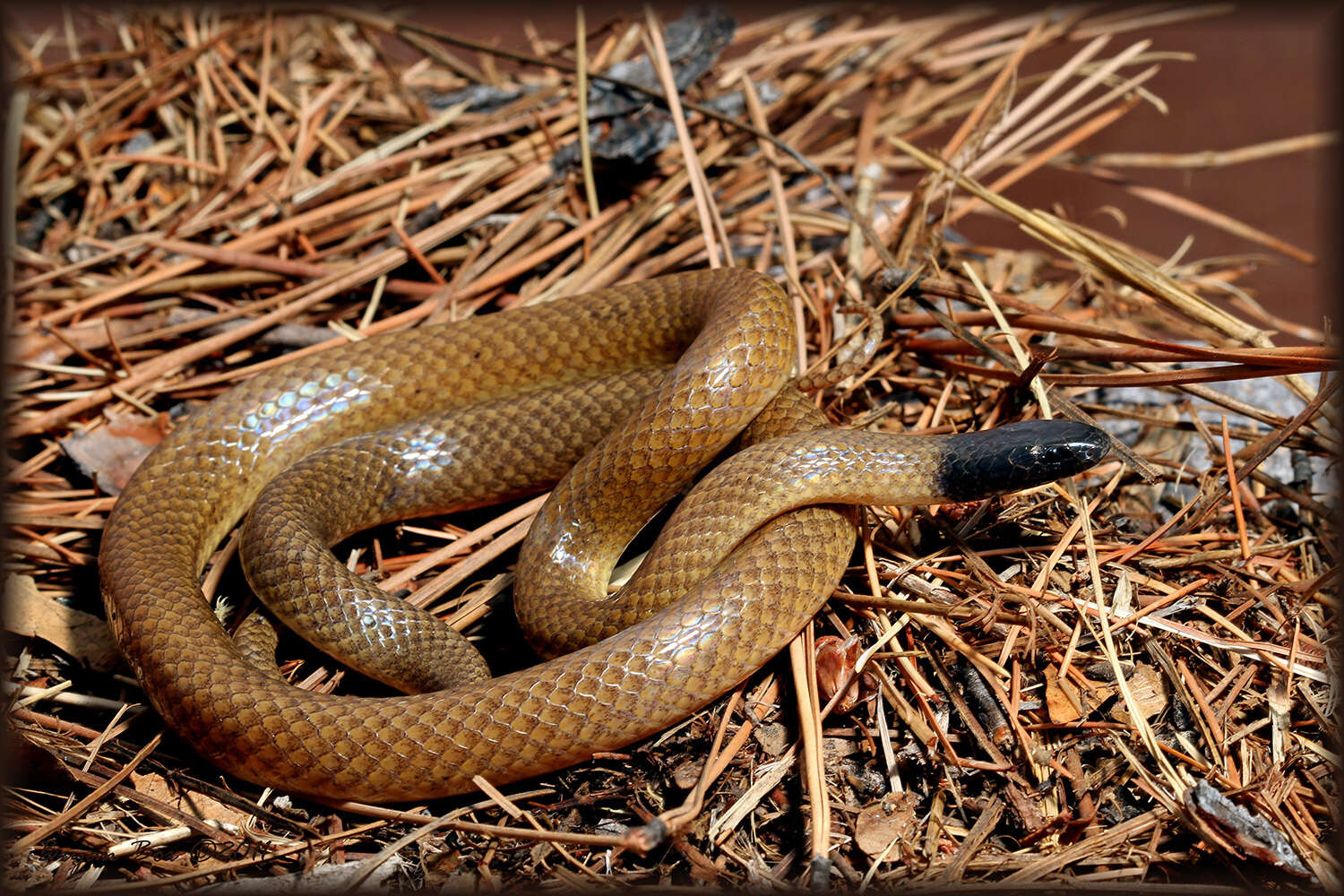 Image of Big Bend Blackhead Snake