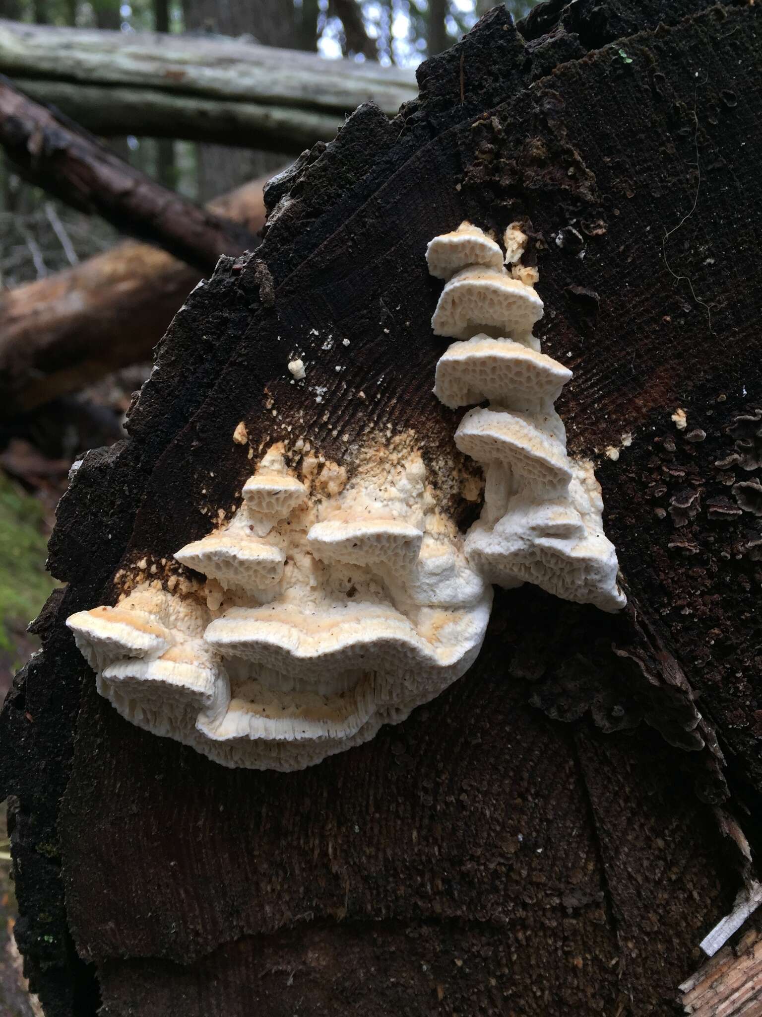 Imagem de Antrodia heteromorpha (Fr.) Donk 1966