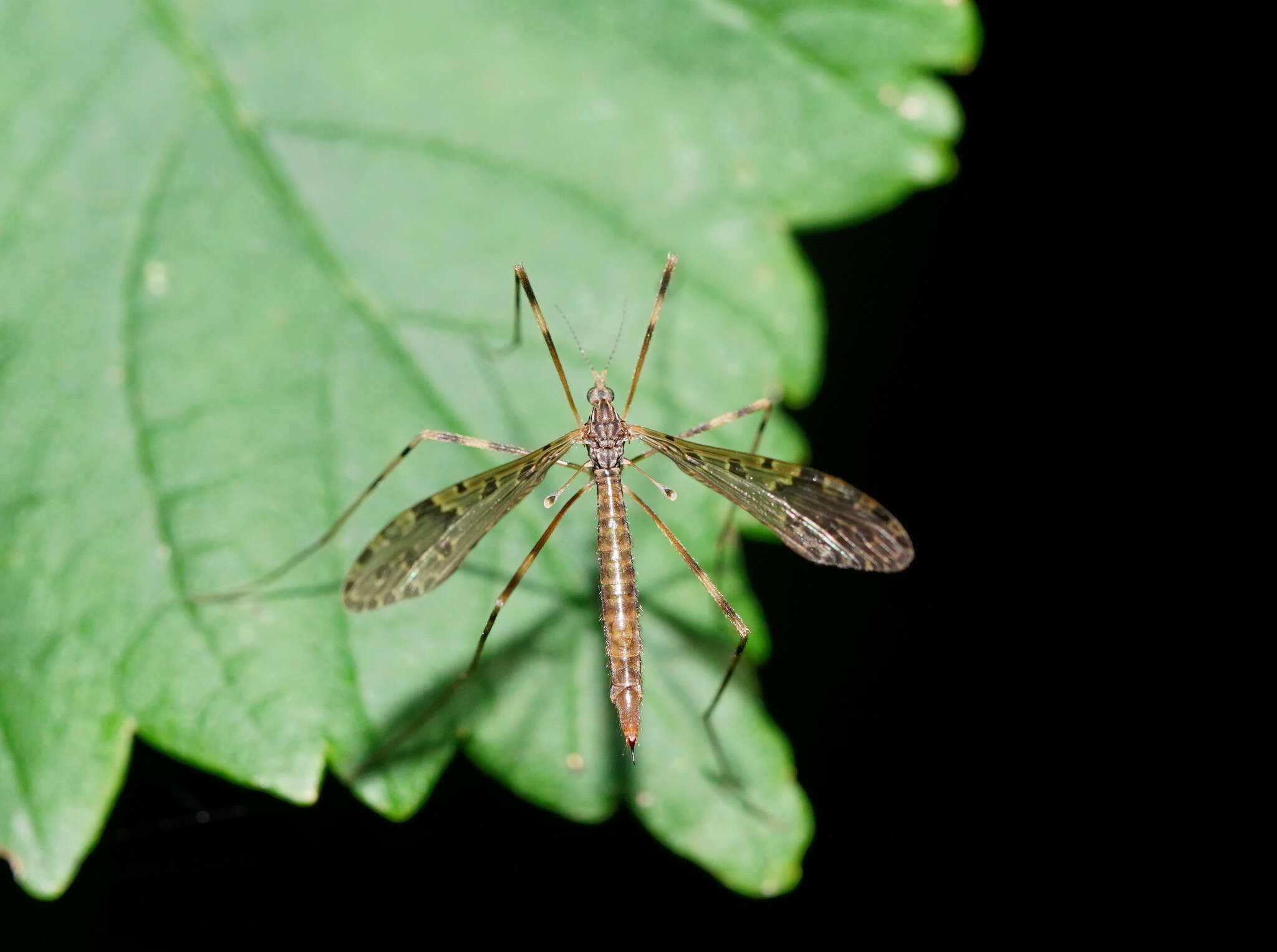 Image of Epiphragma (Epiphragma) meridionalis Alexander 1928