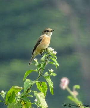 Image of Common Stonechat