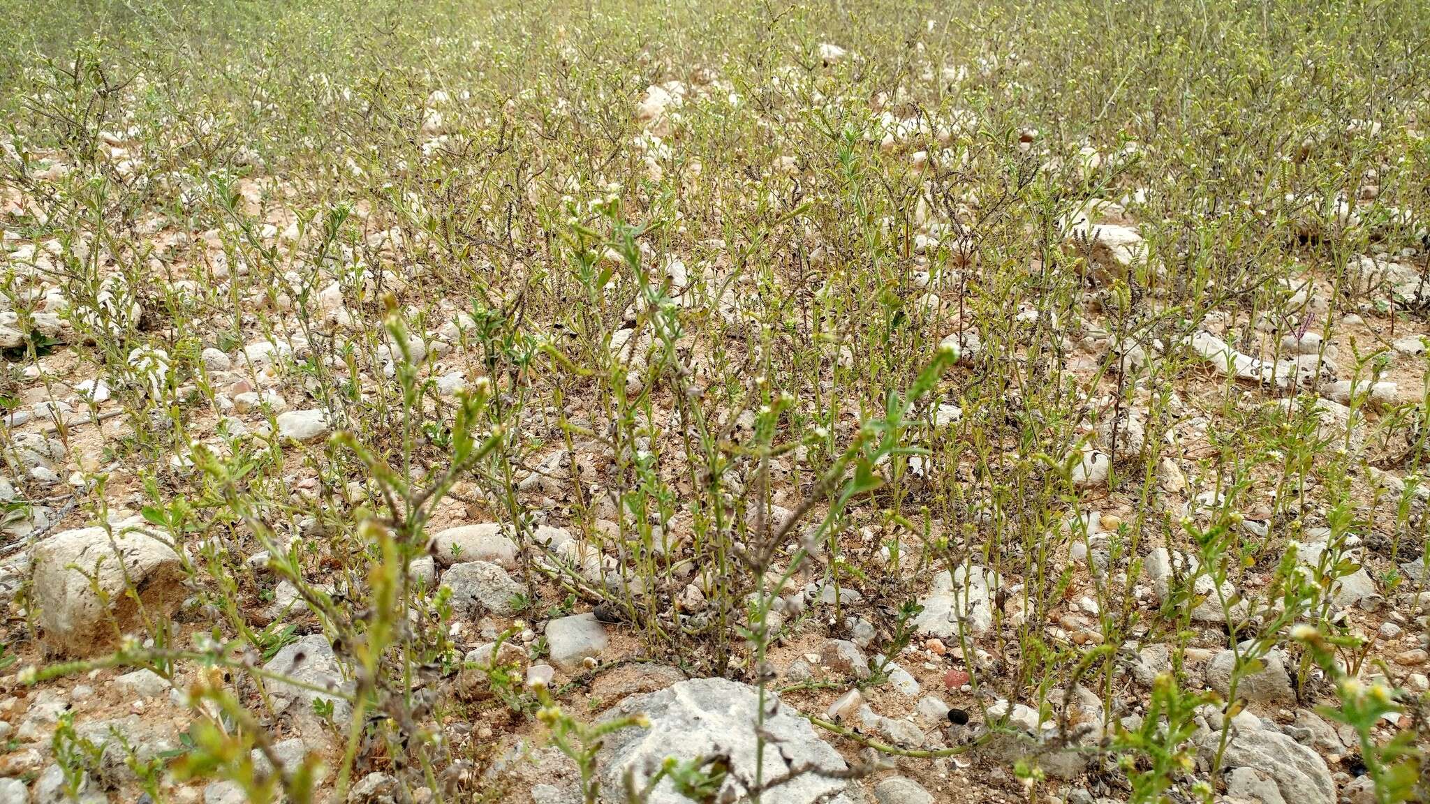 صورة Euploca procumbens (Mill.) Diane & Hilger