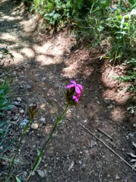 Image of Dianthus capitatus Balb. ex DC.