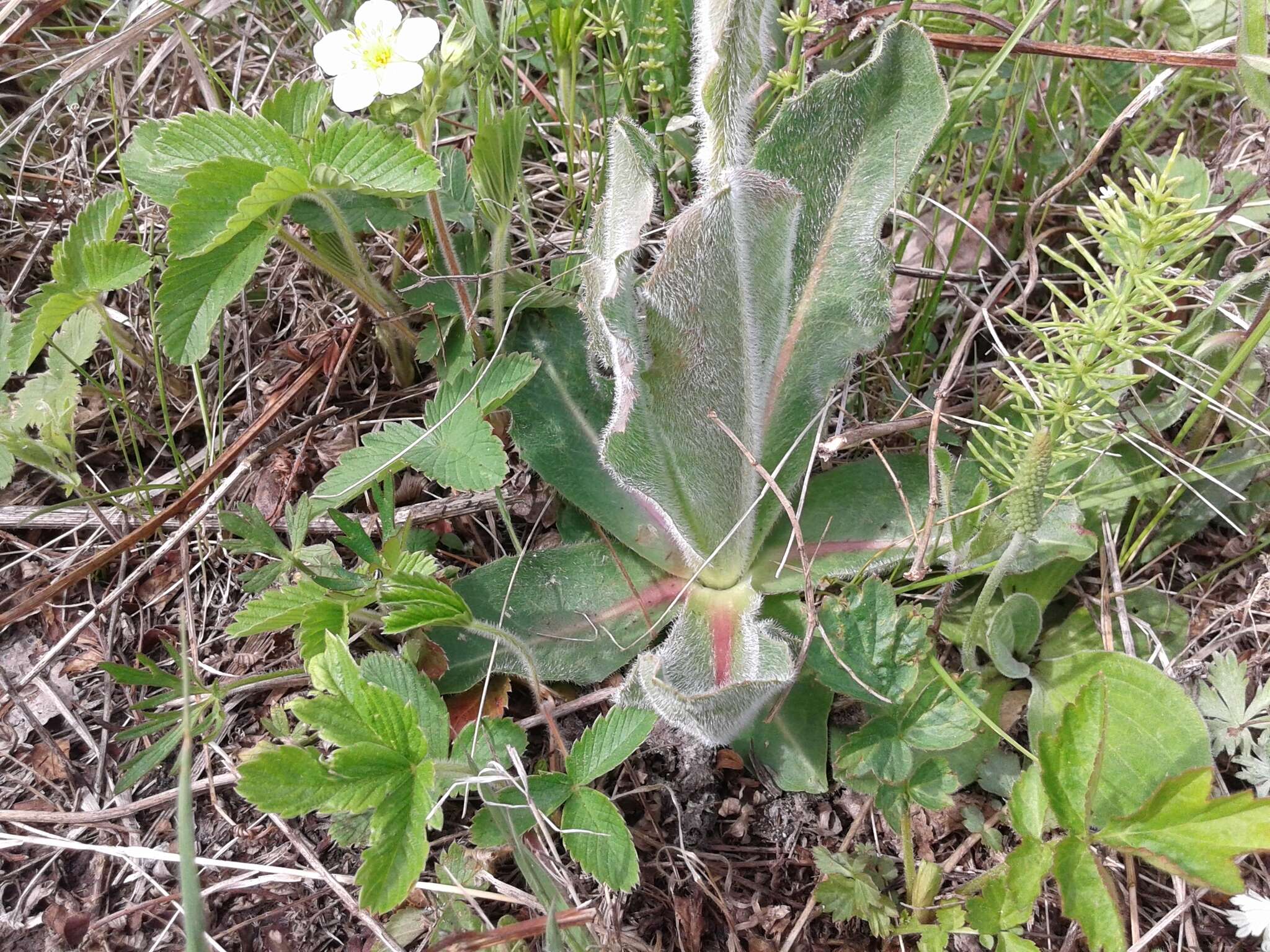 Imagem de Hypochaeris maculata L.