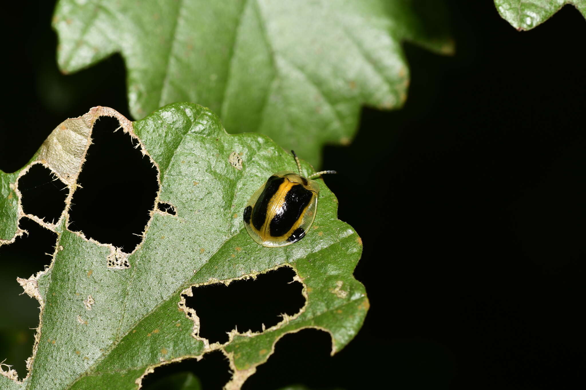 Image of Basiprionota whitei (Boheman 1856)