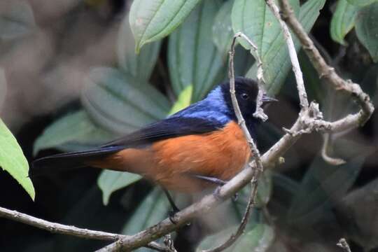 Image of Blue-backed Conebill