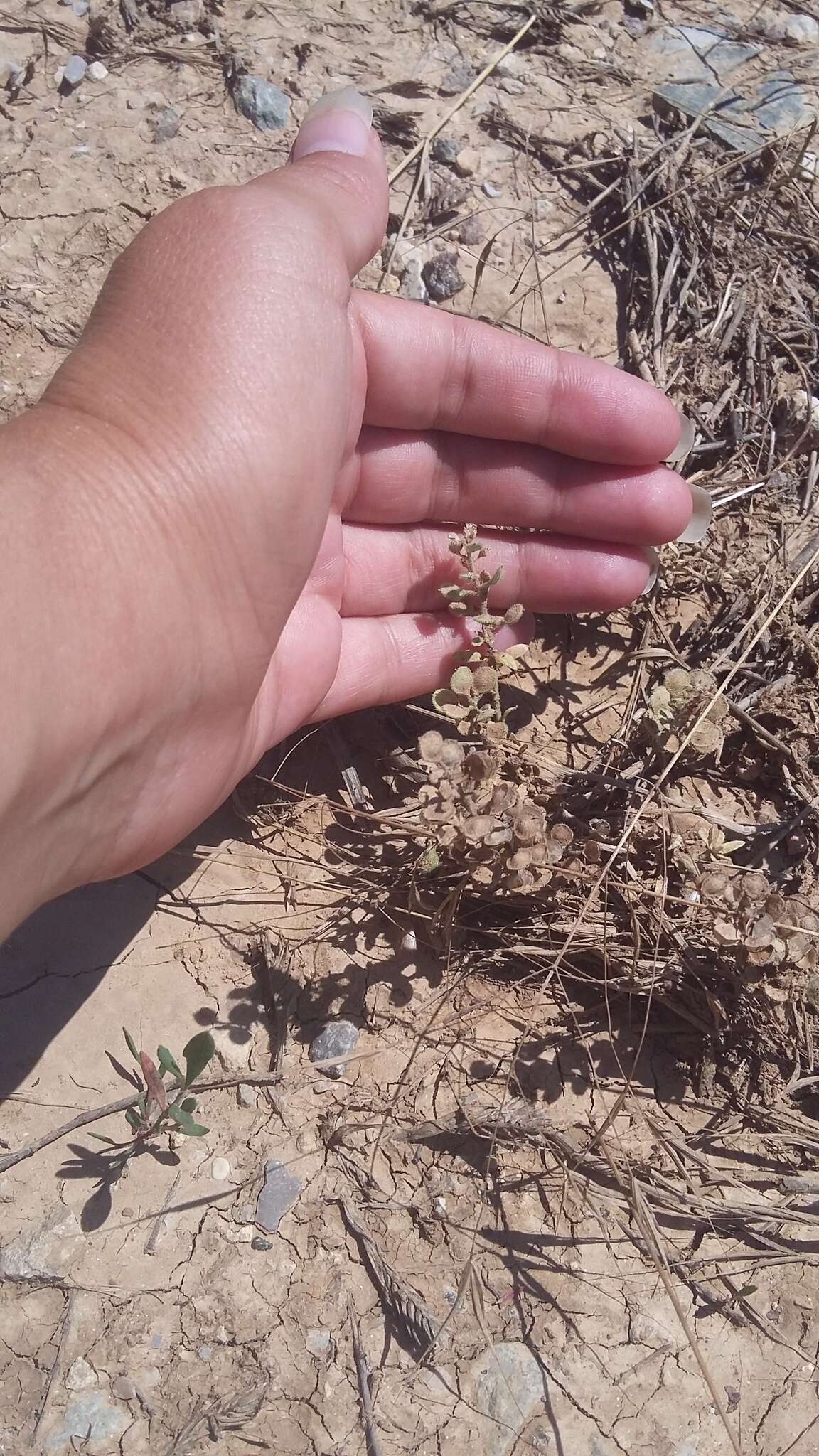 Слика од Alyssum hirsutum M. Bieb.