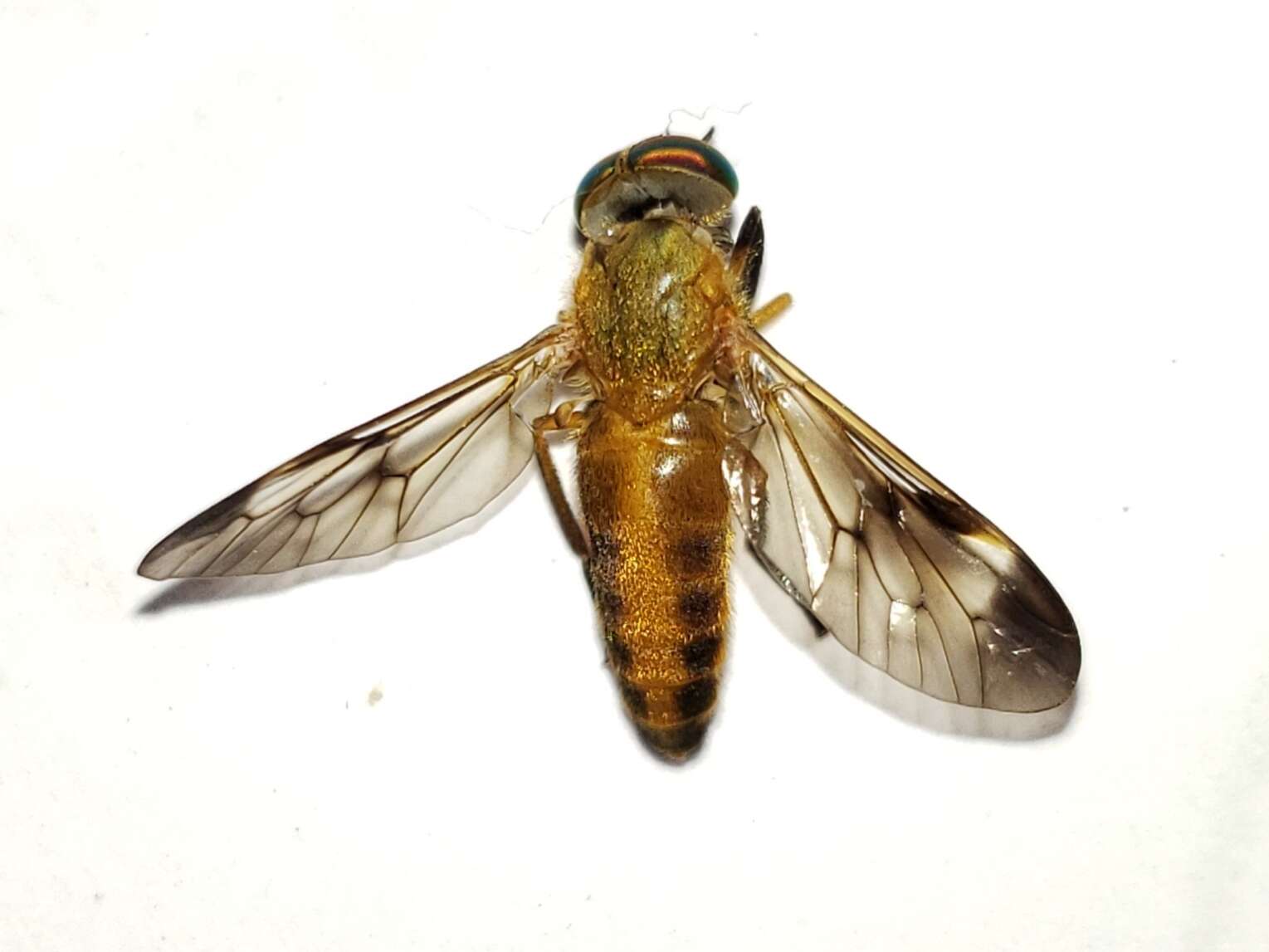 Image of Yellow Fly of the Dismal Swamp