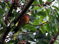 <i>Turdus niveiceps</i>的圖片