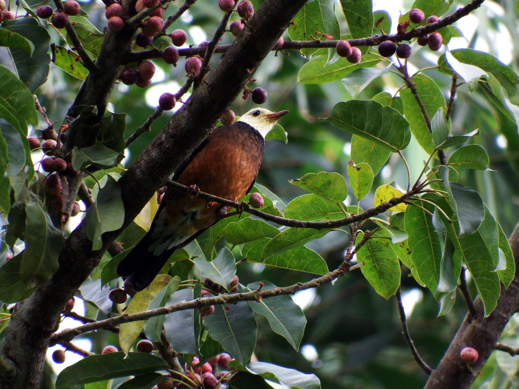 <i>Turdus niveiceps</i>的圖片