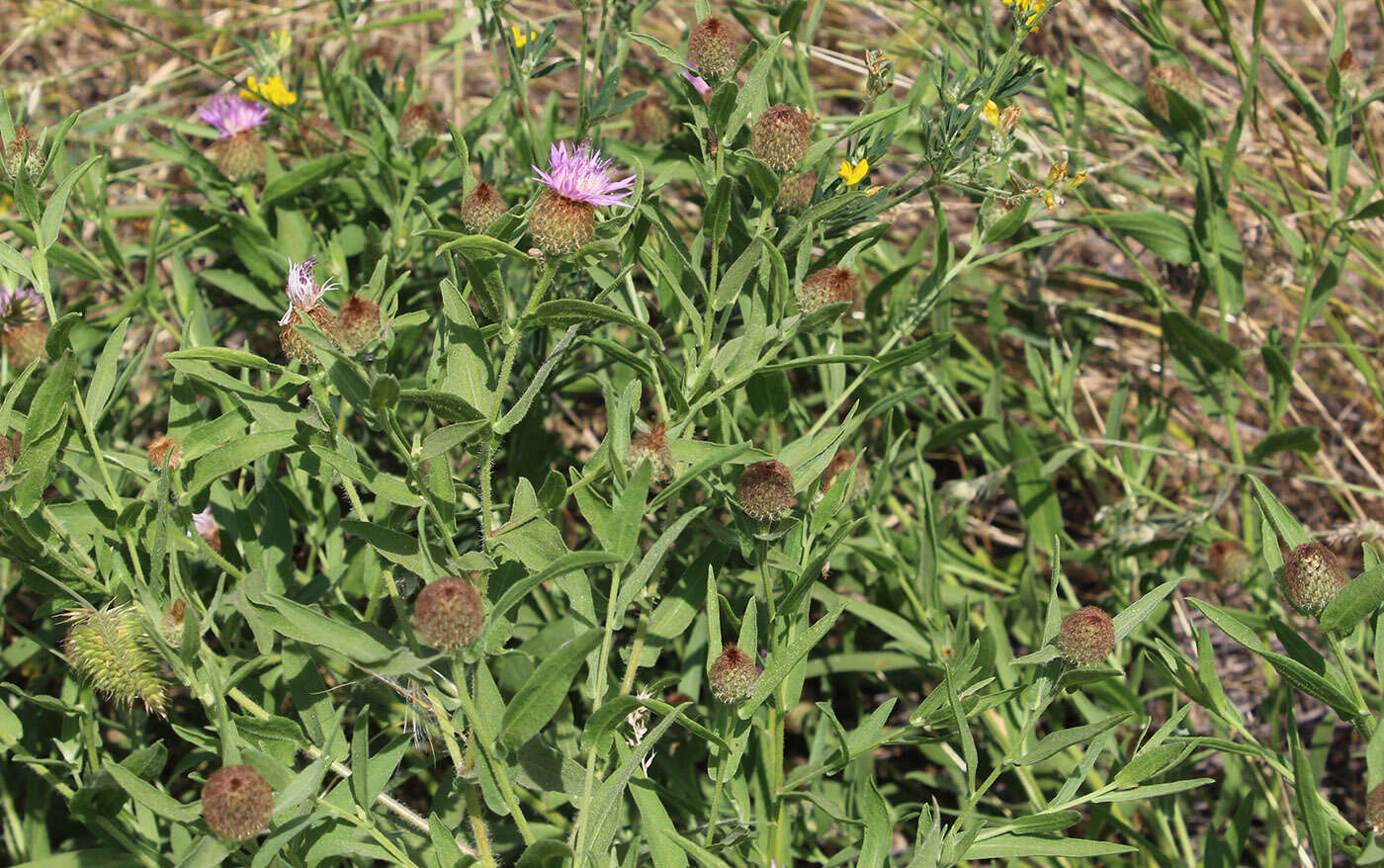 Слика од Centaurea trichocephala Bieb. ex Willd.