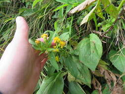 Solidago glomerata Michx. resmi