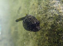 Image of Broadbarred Toadfish