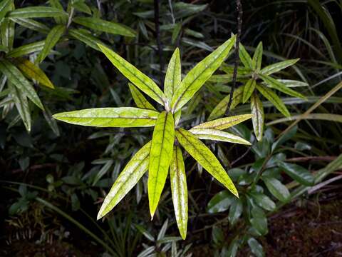 Imagem de Corokia buddleioides A. Cunn.