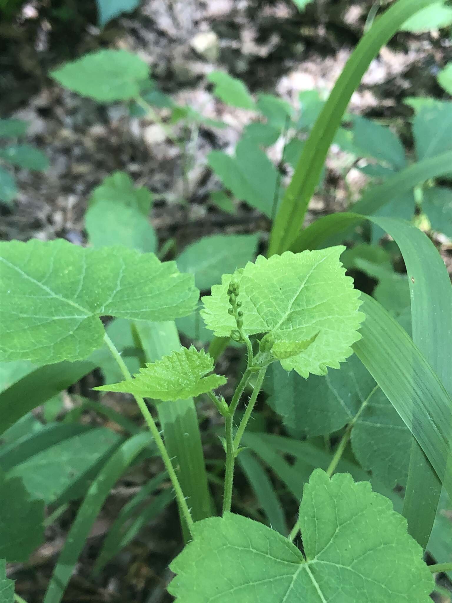 Imagem de Tragia cordata Michx.