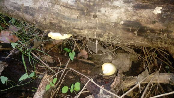 Crepidotus brunswickianus (Speg.) Sacc. 1891 resmi